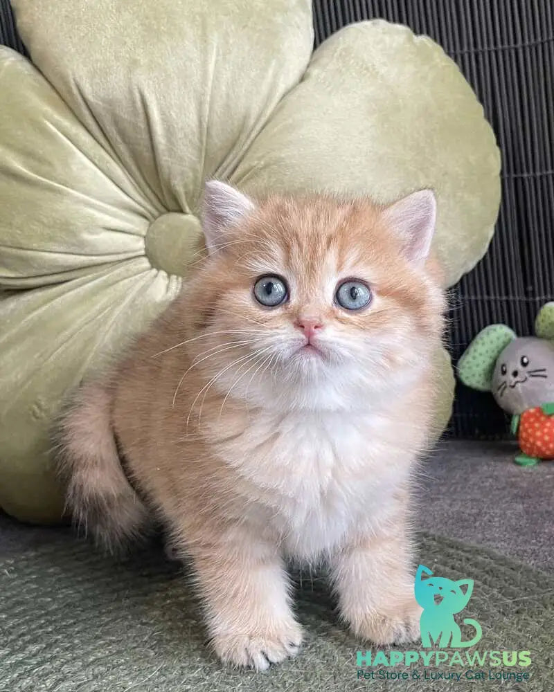 Winny British Shorthair male black golden spotted tabby - live animals