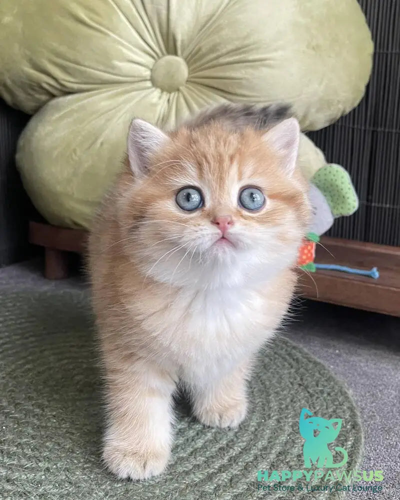 Winny British Shorthair male black golden spotted tabby - live animals