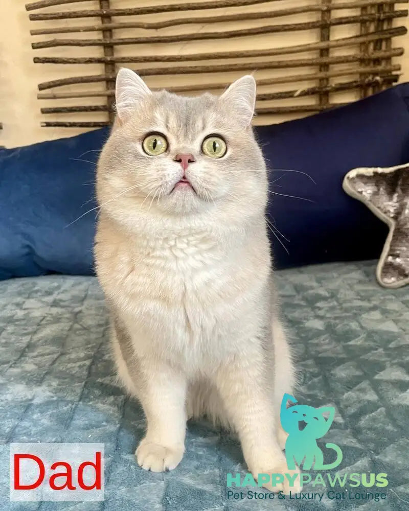 Winny British Shorthair male black golden spotted tabby - live animals