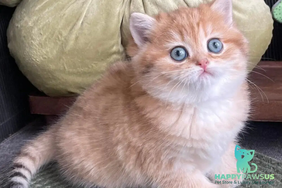Winny British Shorthair male black golden spotted tabby - live animals