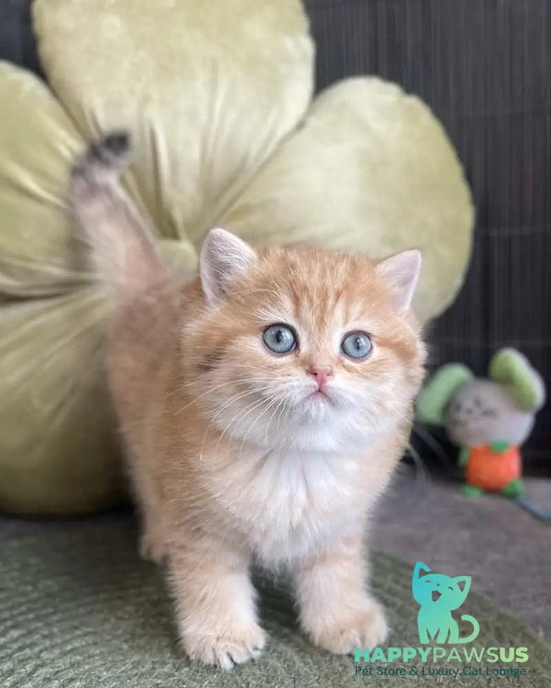 Winny British Shorthair male black golden spotted tabby - live animals