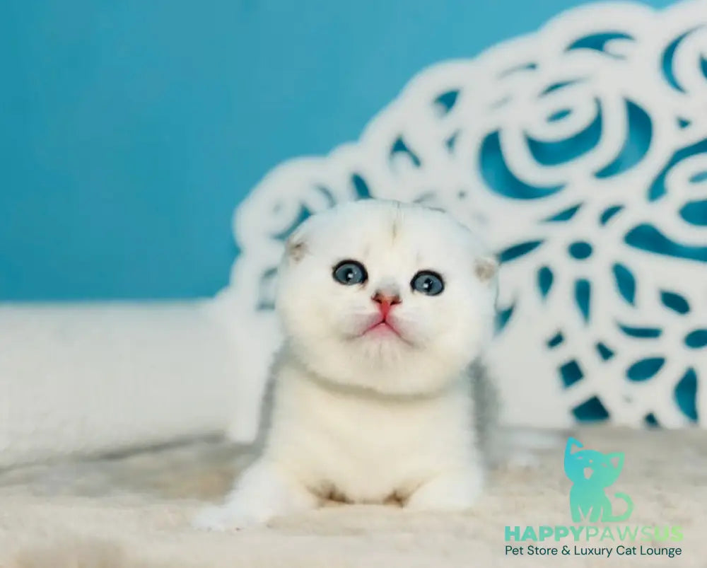 Winny Scottish Fold male black silver chinchilla - live animals