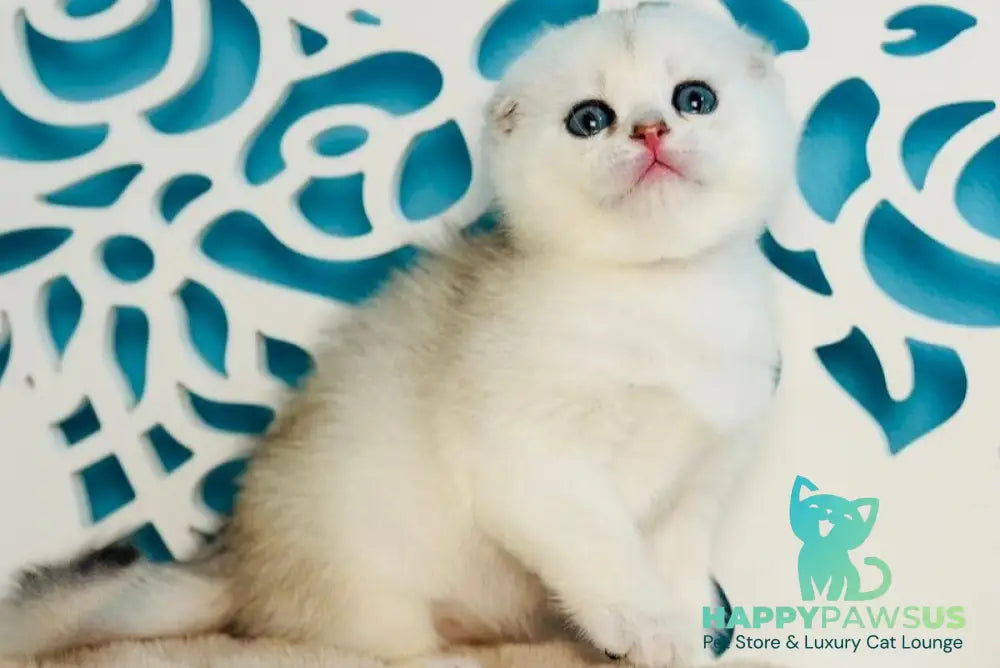 Winny Scottish Fold male black silver chinchilla - live animals