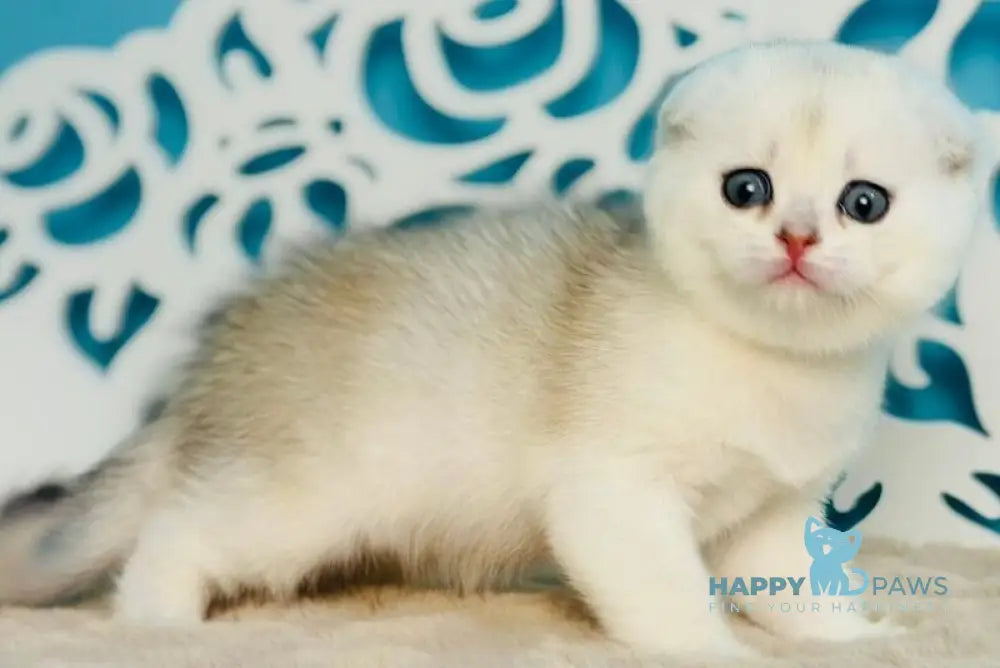 Winny Scottish Fold male black silver chinchilla - live animals