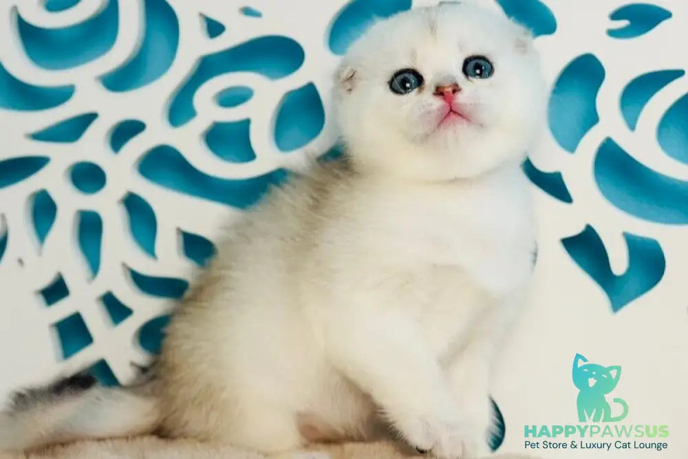 Winny Scottish Fold male black silver chinchilla - live animals