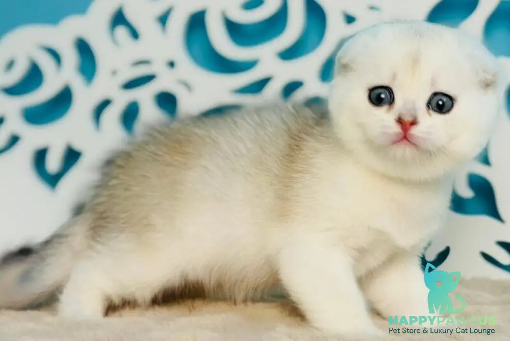 Winny Scottish Fold male black silver chinchilla - live animals