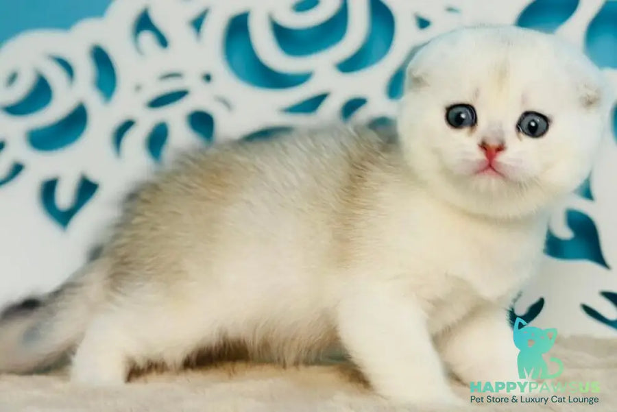Winny Scottish Fold male black silver chinchilla - live animals