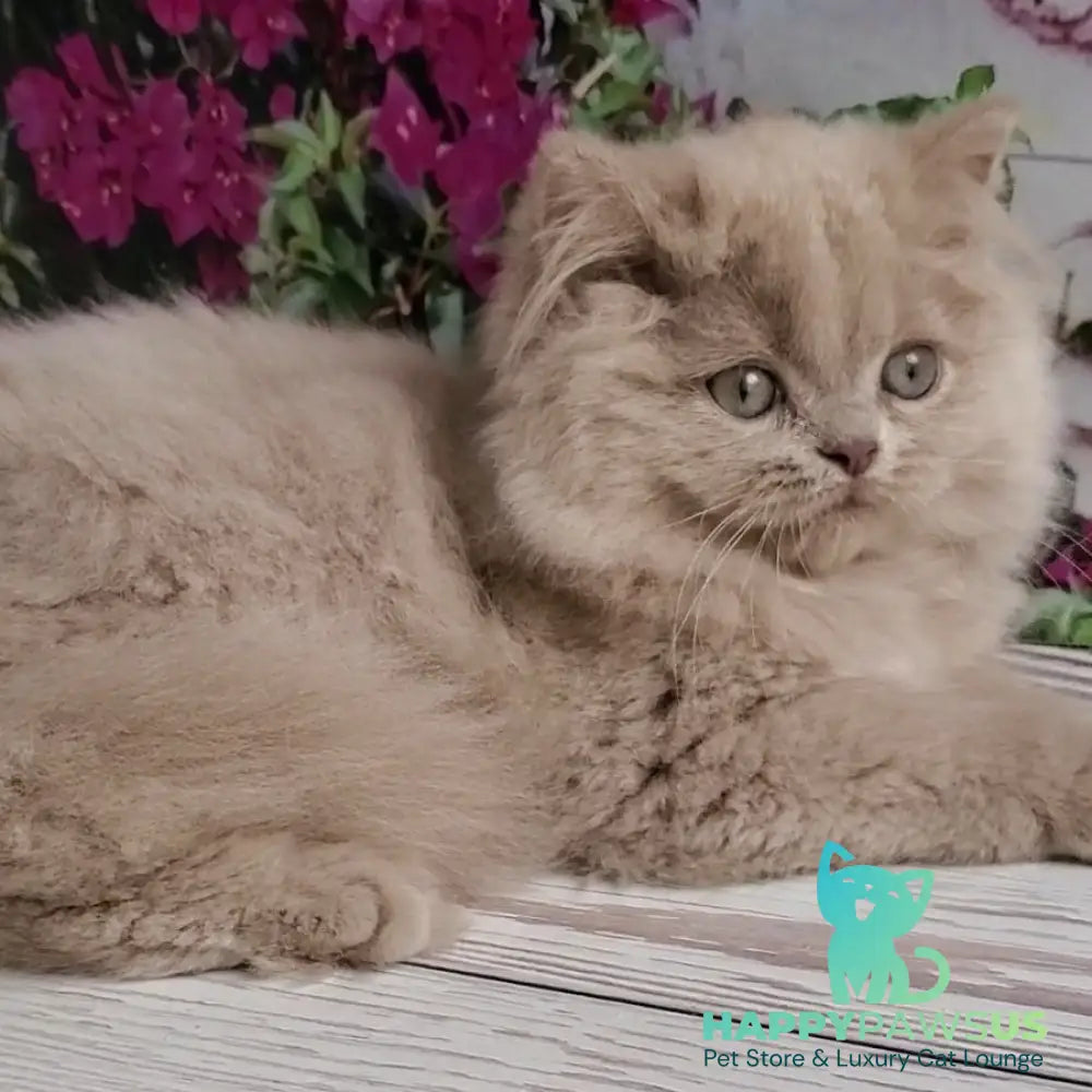 Winona British Longhair female lilac golden ticked tabby - live animals