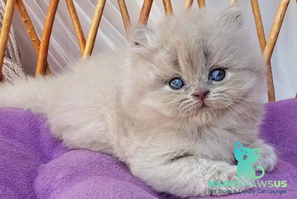 Winona British Longhair female blue golden ticked tabby - live animals