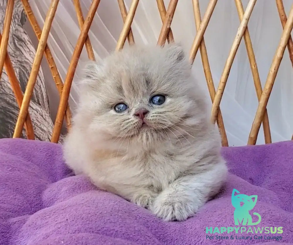 Winona British Longhair female blue golden ticked tabby - live animals