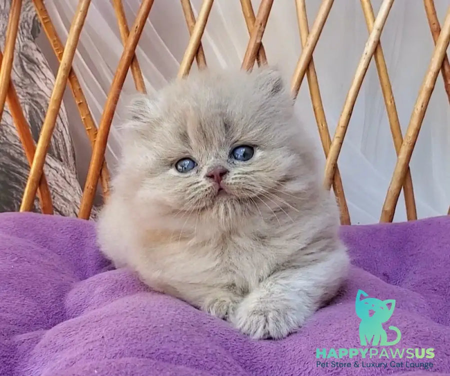 Winona British Longhair female blue golden ticked tabby - live animals