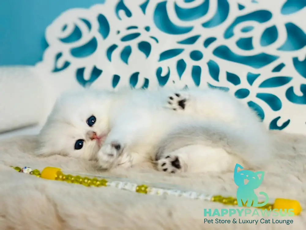 Winssent Scottish Fold male black silver chinchilla - live animals