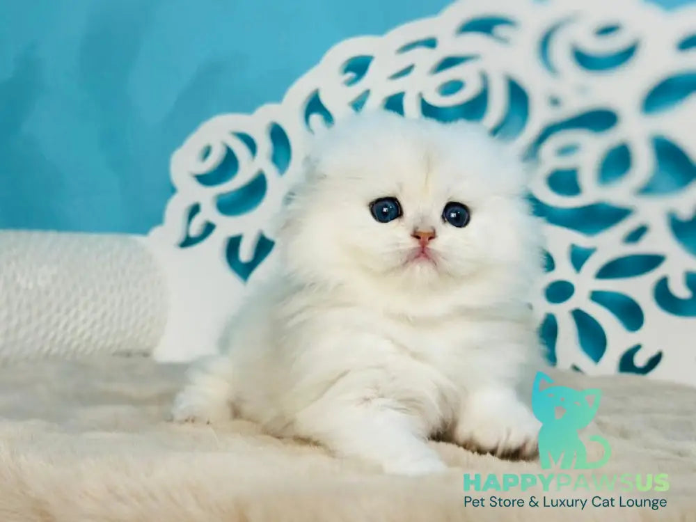 Winssent Scottish Fold male black silver chinchilla - live animals