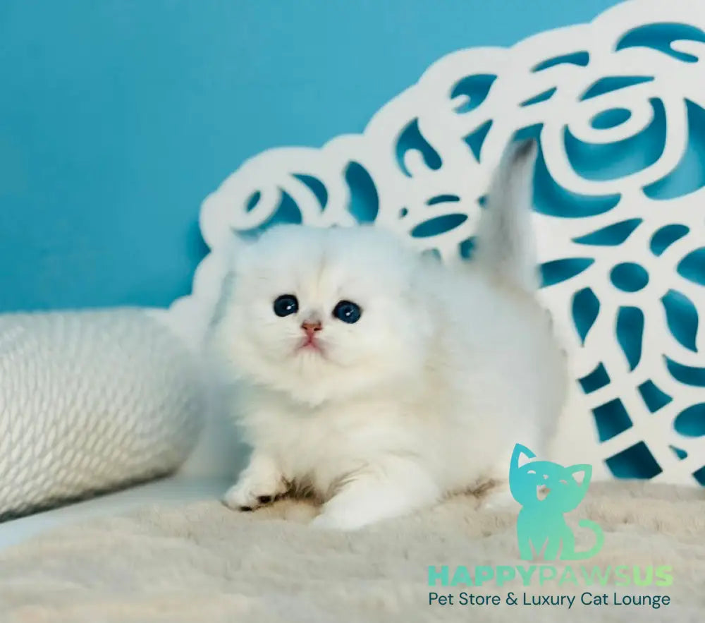 Winssent Scottish Fold male black silver chinchilla - live animals