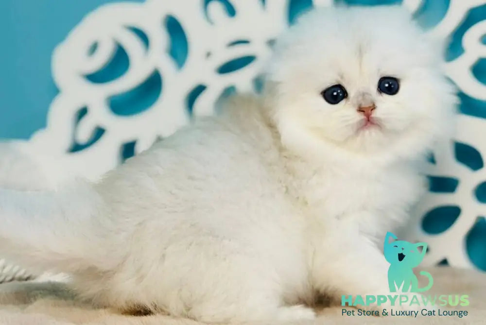 Winssent Scottish Fold male black silver chinchilla - live animals