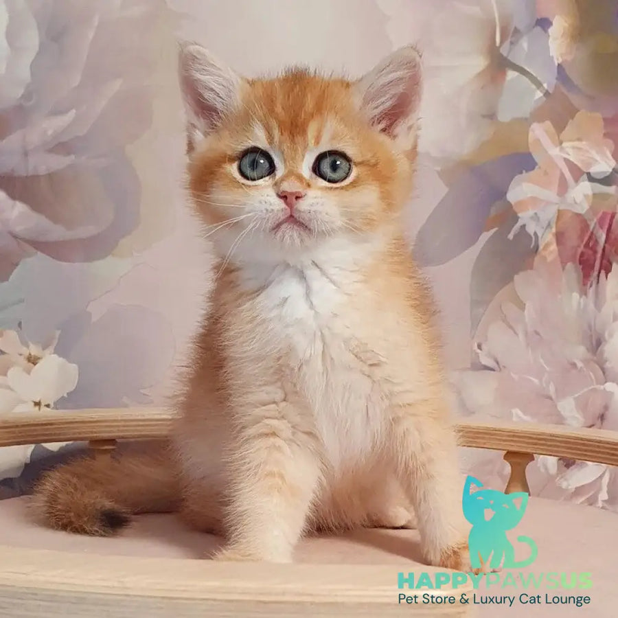 Winston British Shorthair male black golden chinchilla - live animals