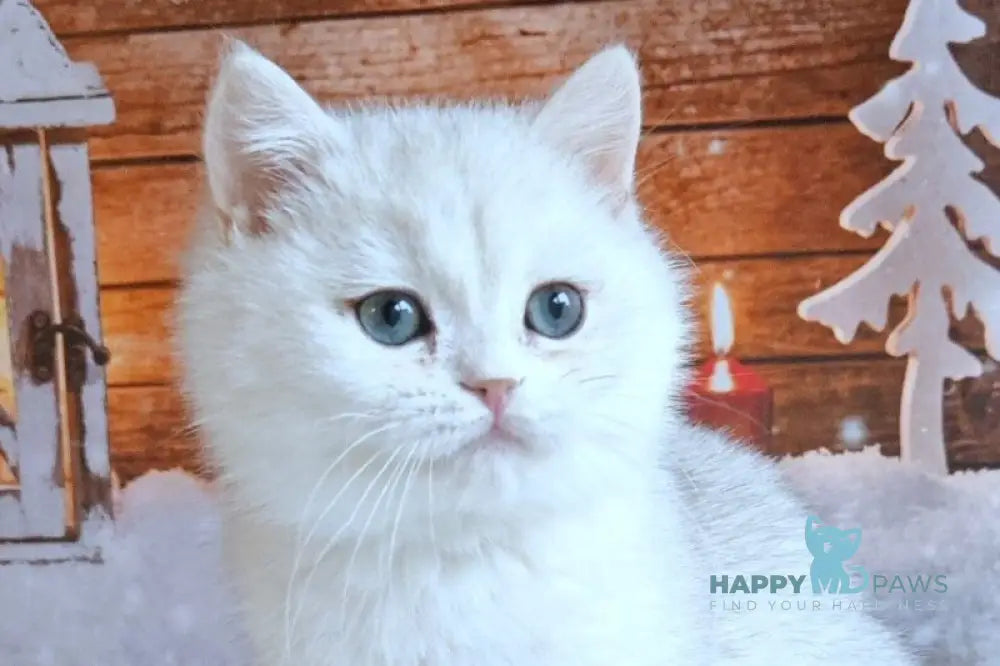 Winston British Shorthair male white live animals