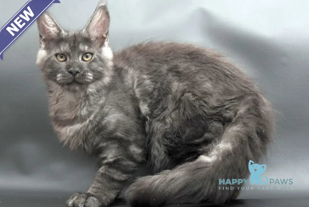 Winston Maine Coon male black smoke live animals