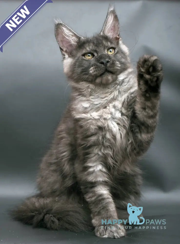 Winston Maine Coon male black smoke live animals
