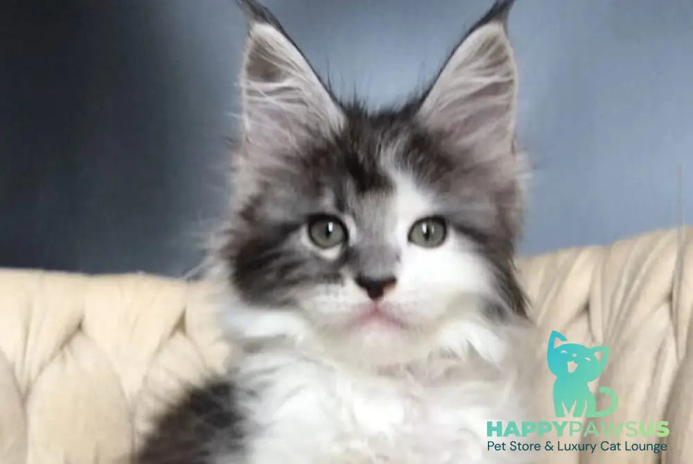 Winston Maine Coon male black tabby bicolour - live animals