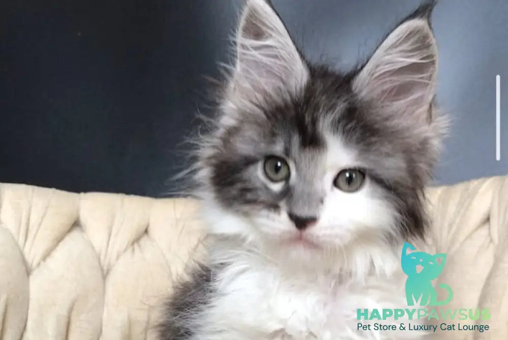 Winston Maine Coon male black tabby bicolour - live animals