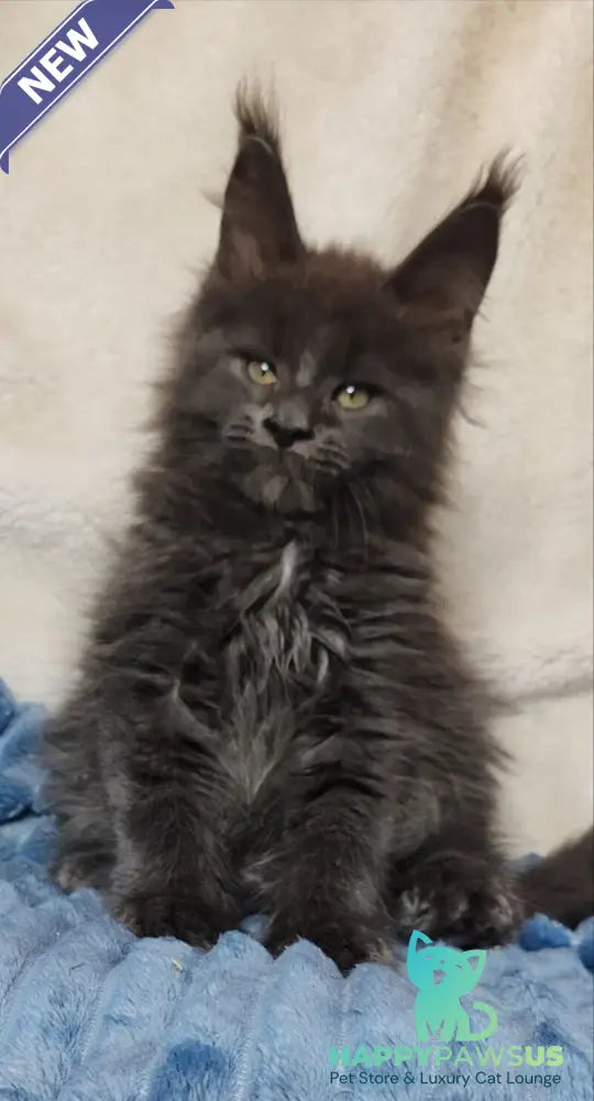 Winston Maine Coon male blue - live animals