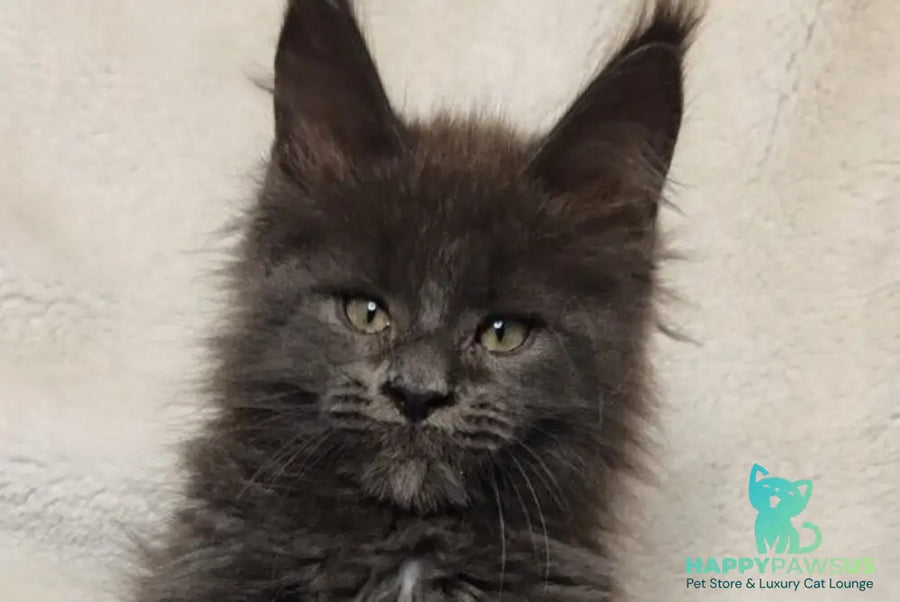 Winston Maine Coon male blue - live animals