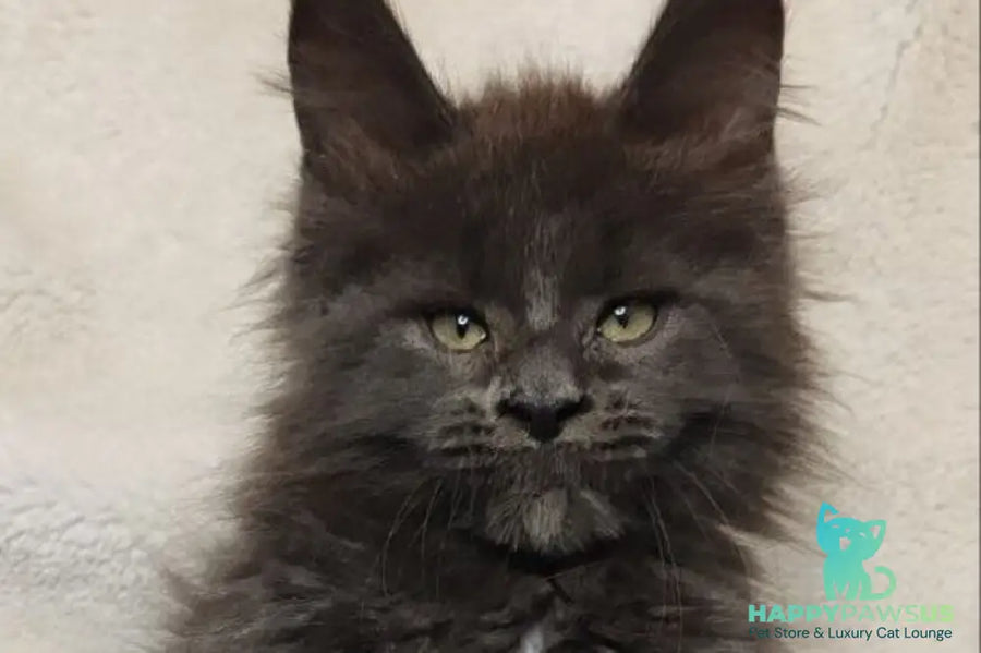 Winston Maine Coon male blue - live animals