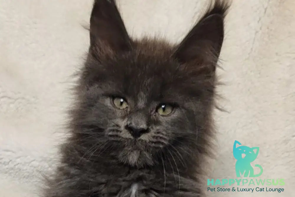 Winston Maine Coon male blue - live animals