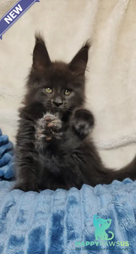 Winston Maine Coon male blue - live animals