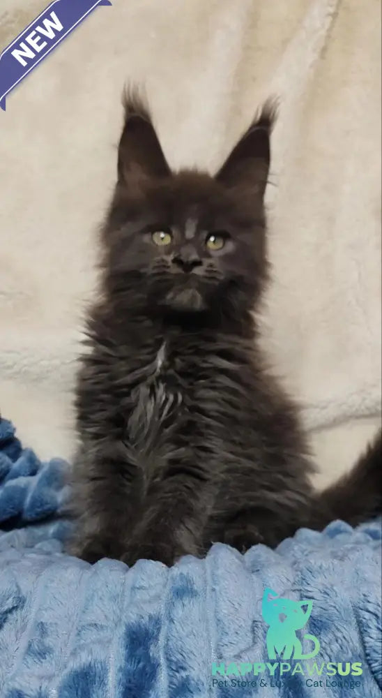 Winston Maine Coon male blue - live animals