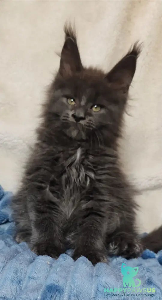 Winston Maine Coon male blue - live animals