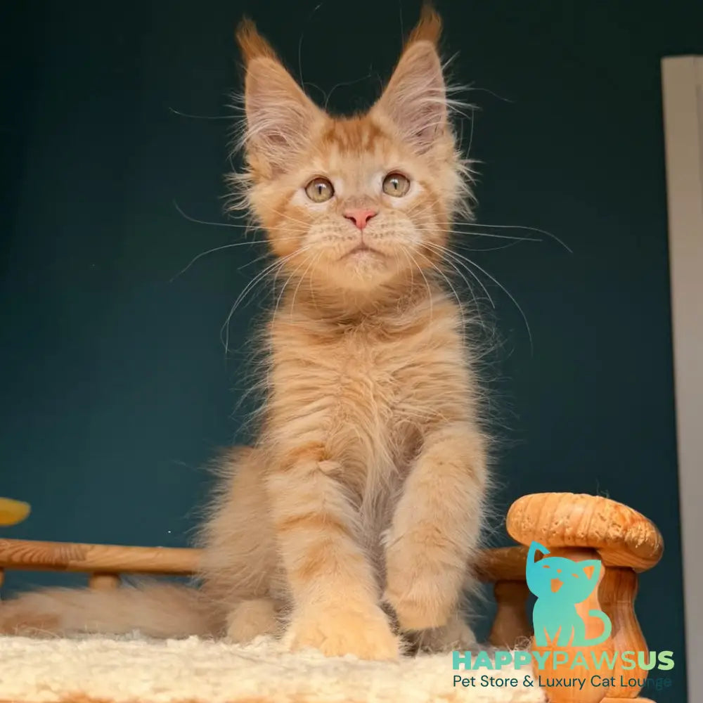 Winston Maine Coon male red - live animals