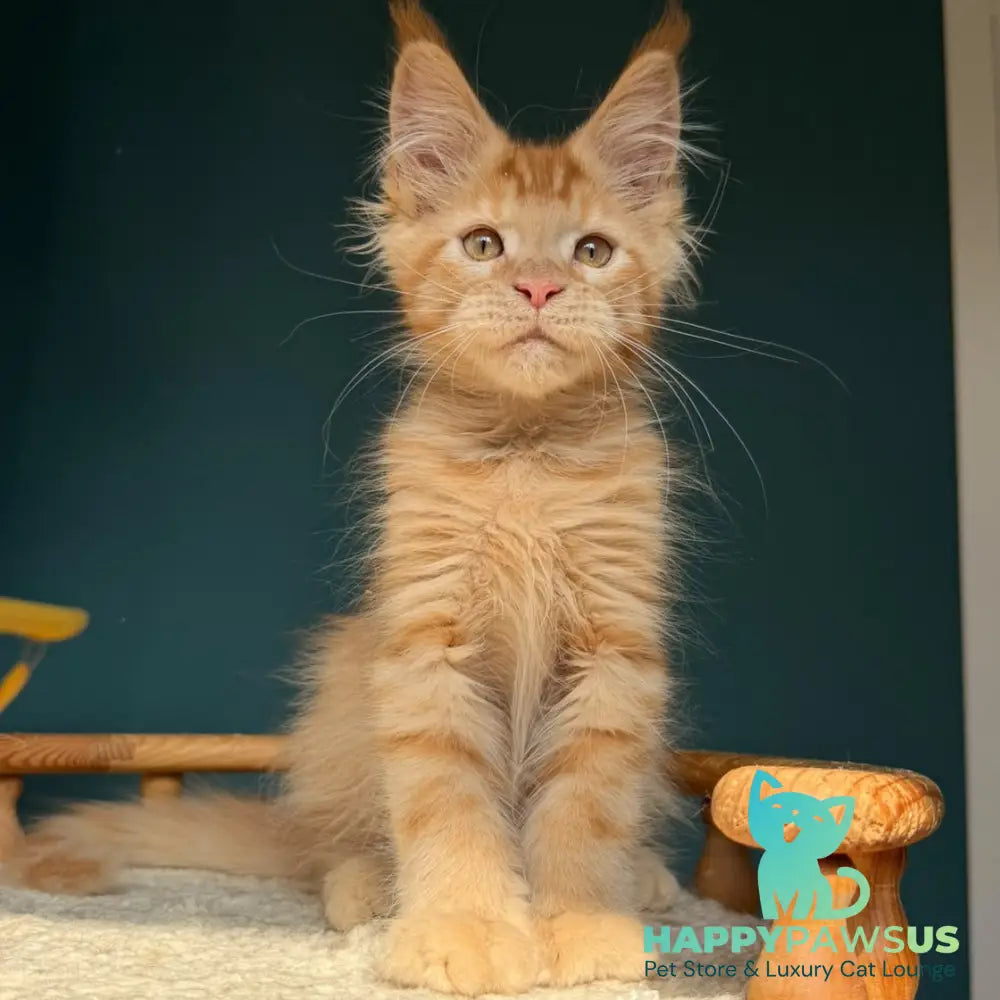 Winston Maine Coon male red - live animals