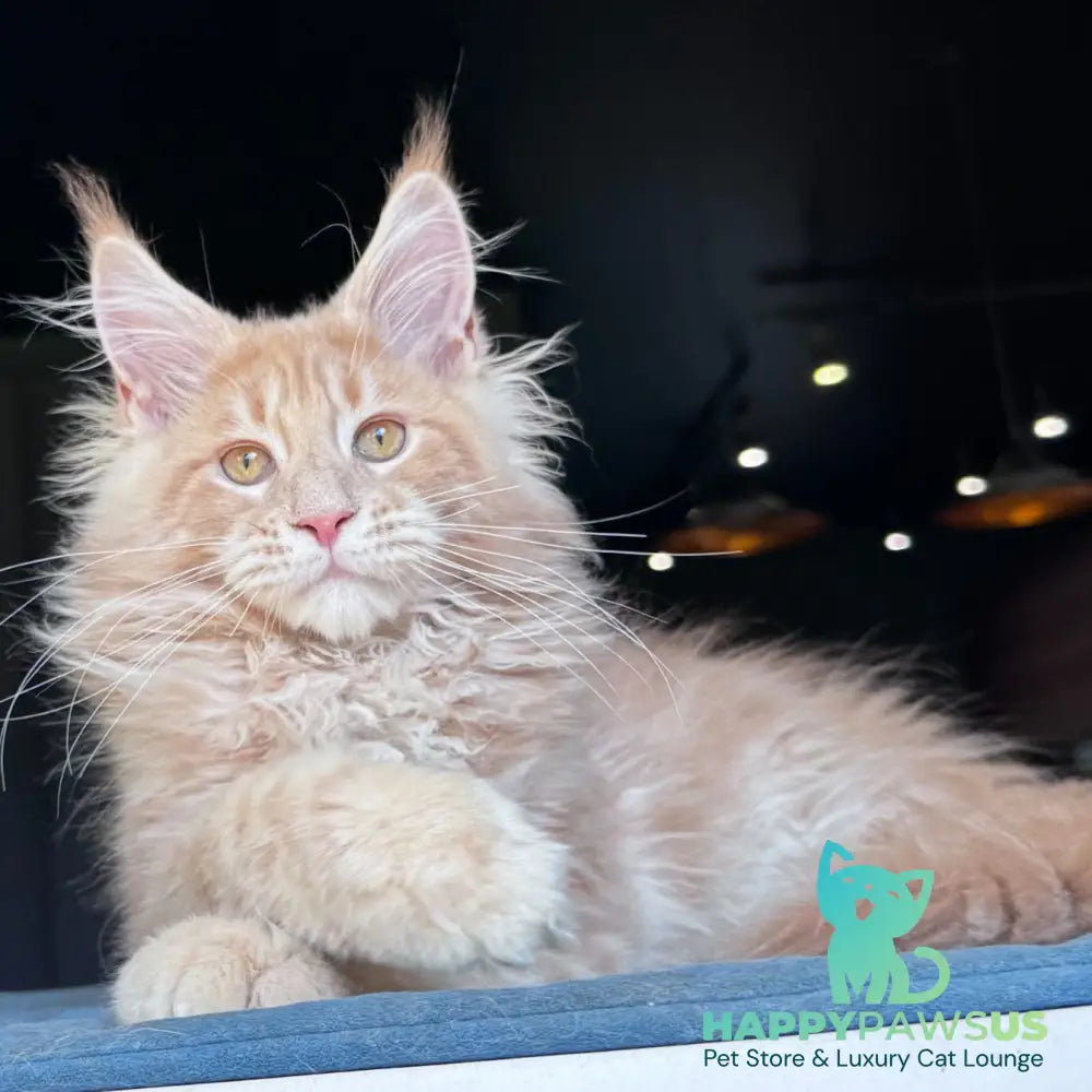 Winston Noir Maine Coon male cream tabby