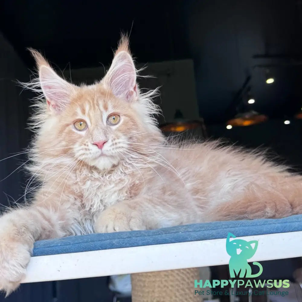 Winston Noir Maine Coon male cream tabby