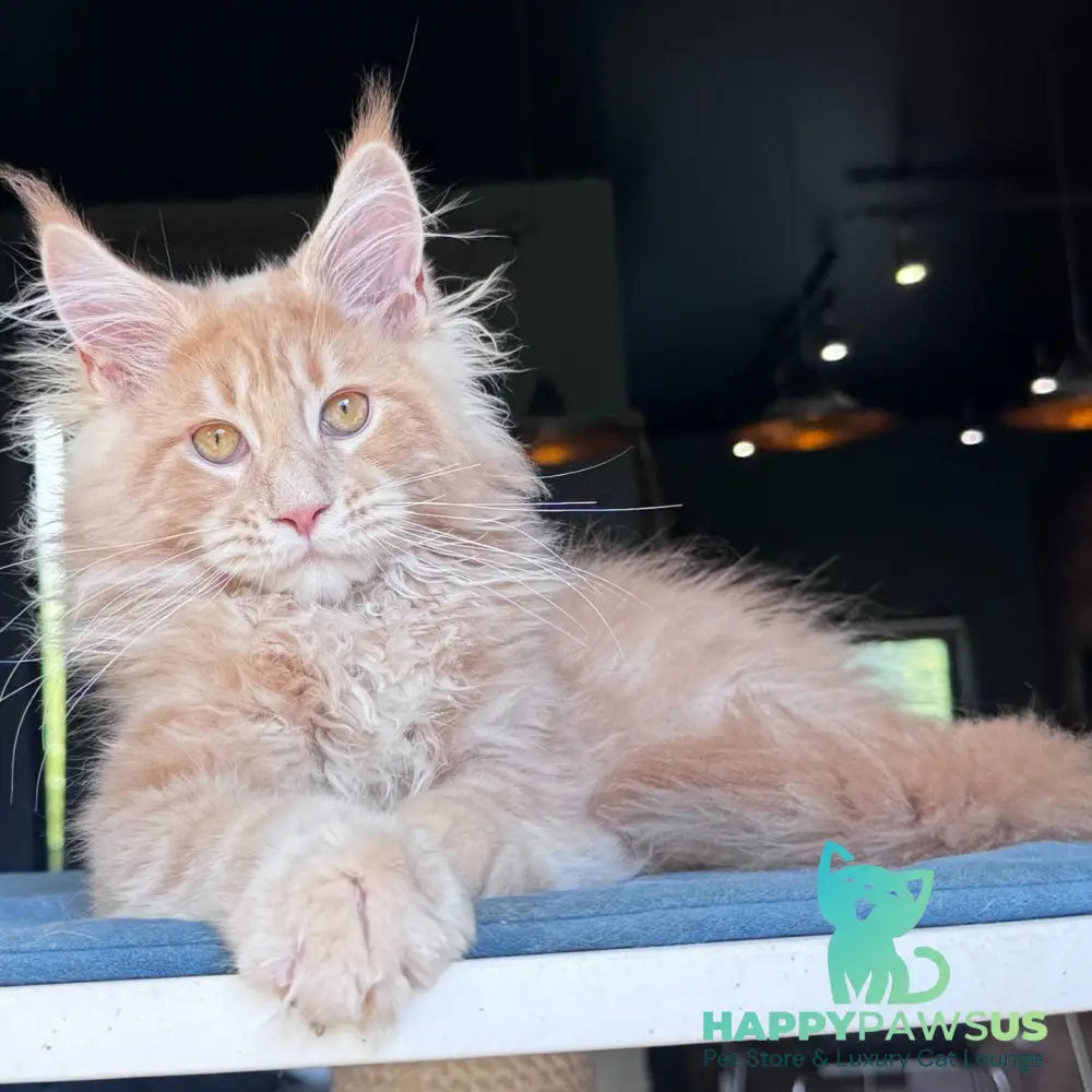 Winston Noir Maine Coon male cream tabby