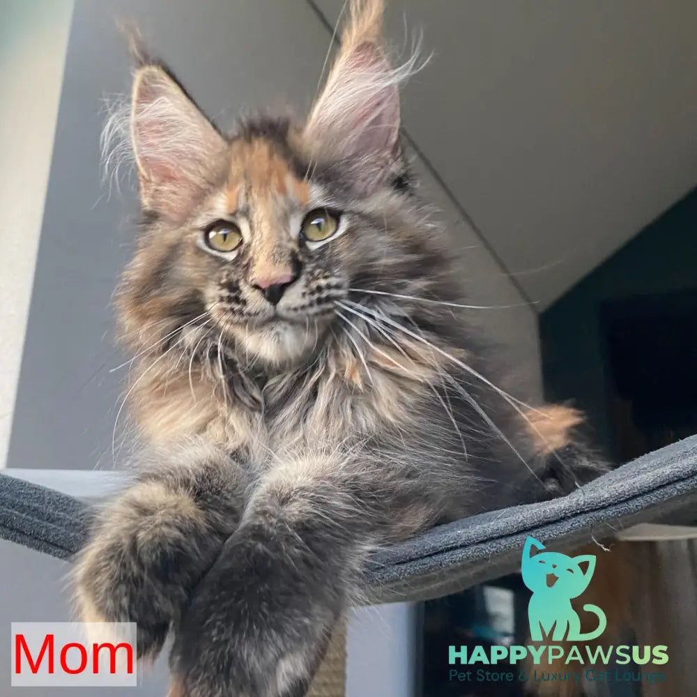 Winston Noir Maine Coon male cream tabby