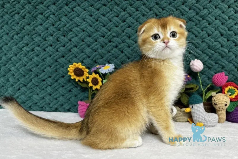 Winston Scottish Fold male black golden chinchilla live animals