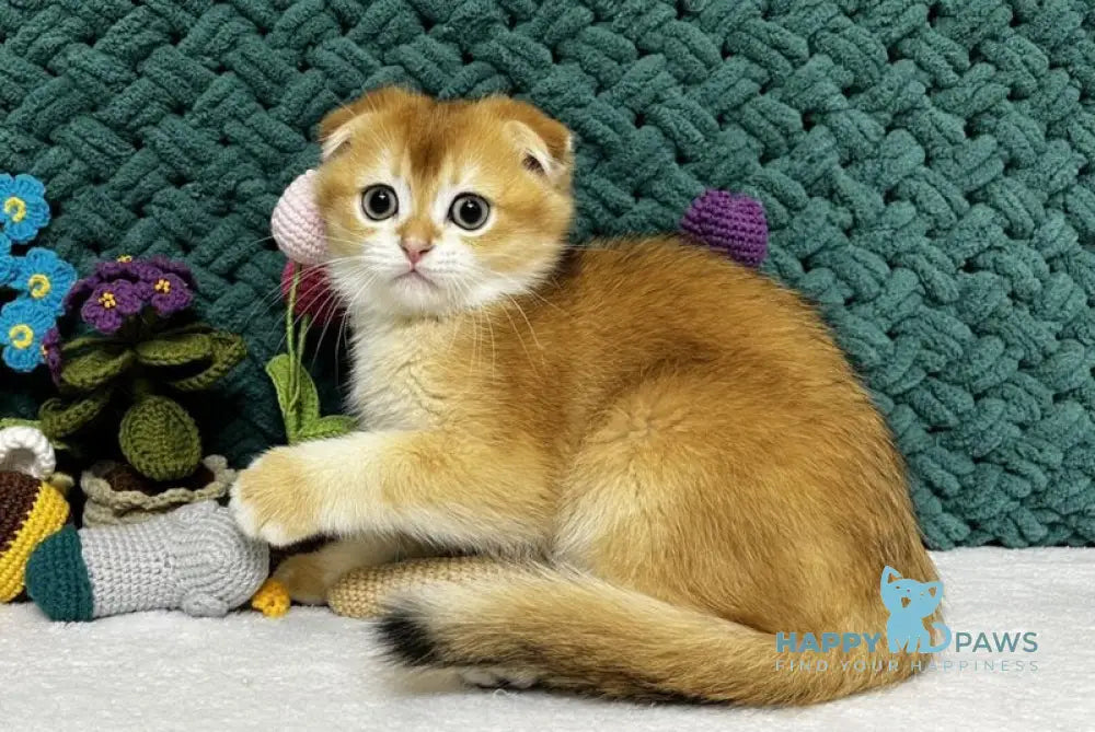 Winston Scottish Fold male black golden chinchilla live animals