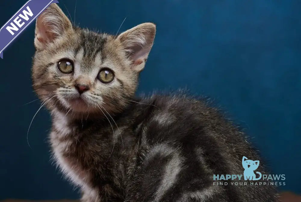 Winston Scottish Straight male black tabby - live animals