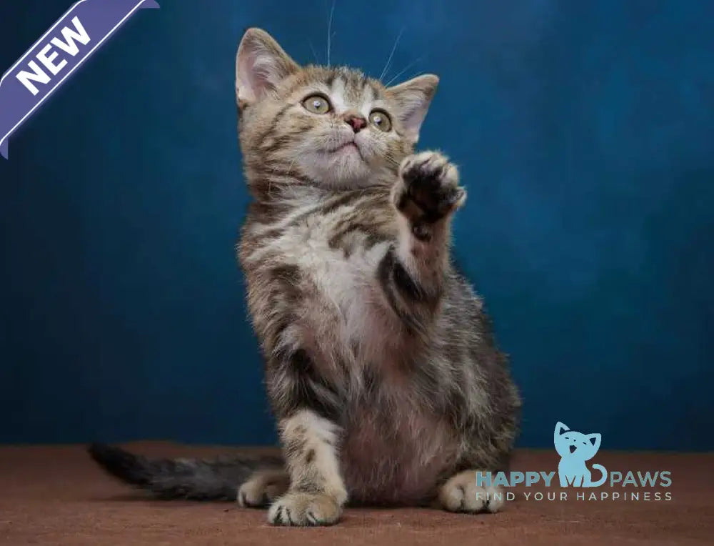 Winston Scottish Straight male black tabby - live animals
