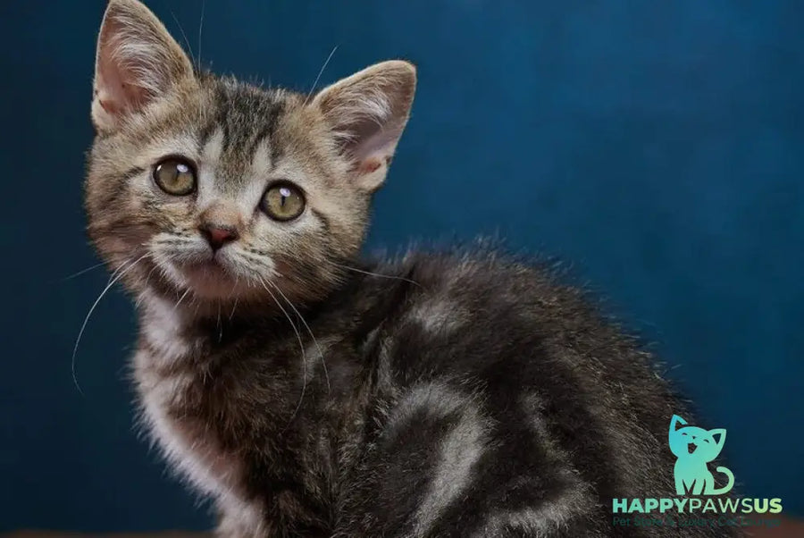 Winston Scottish Straight male black tabby - live animals