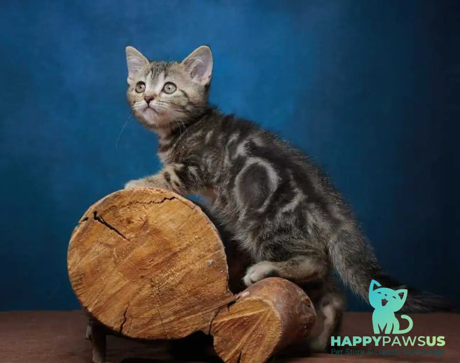 Winston Scottish Straight male black tabby - live animals