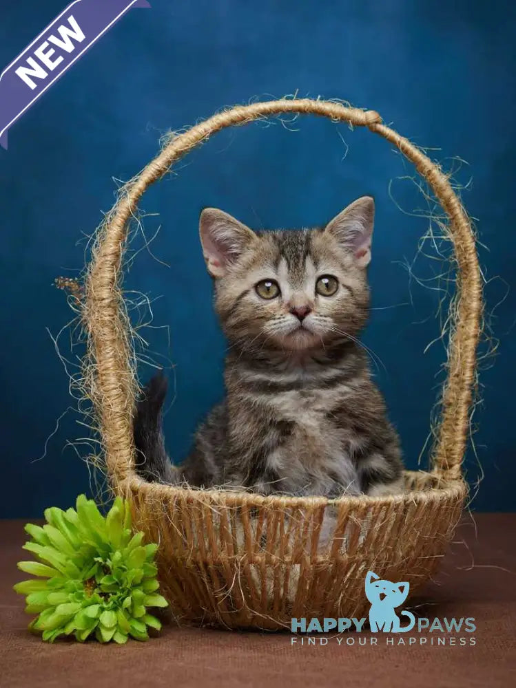 Winston Scottish Straight male black tabby - live animals