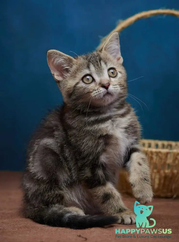 Winston Scottish Straight male black tabby - live animals