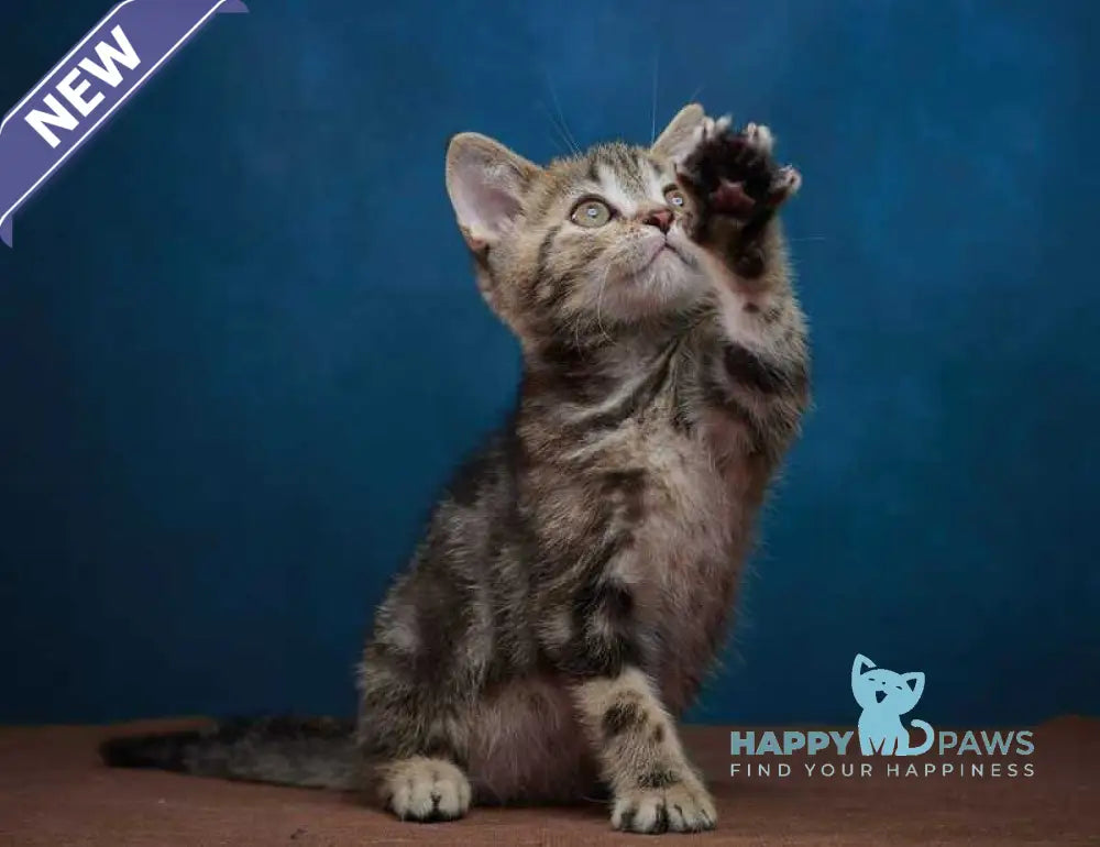 Winston Scottish Straight male black tabby - live animals