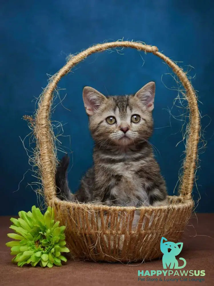 Winston Scottish Straight male black tabby - live animals