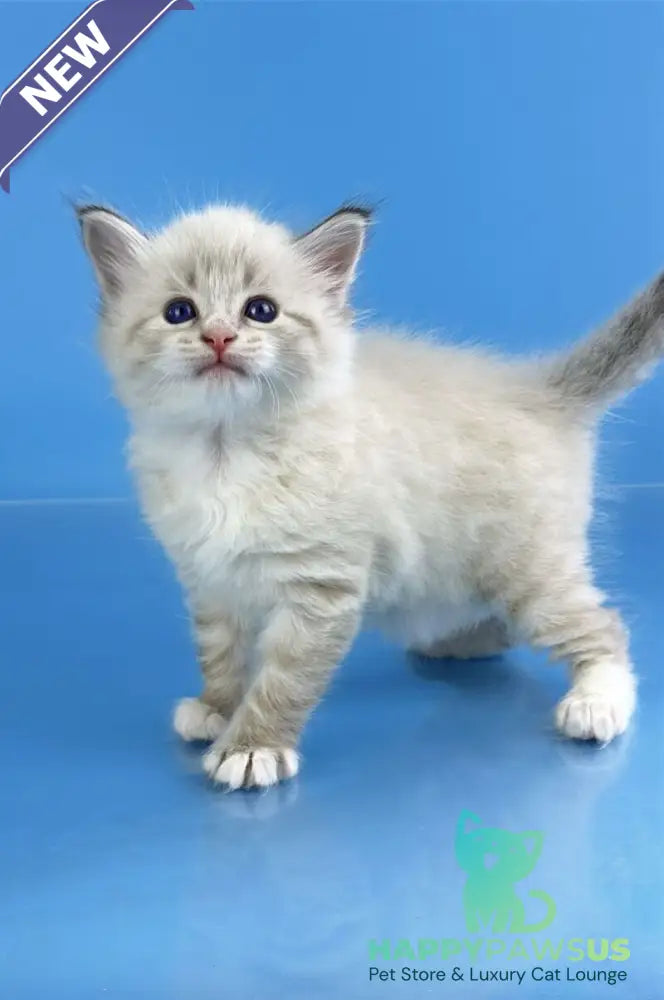 Winston Siberian male seal tabby pointed with white - live animals