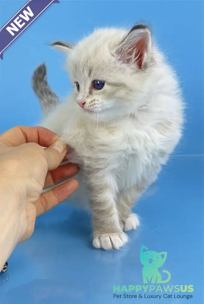 Winston Siberian male seal tabby pointed with white - live animals